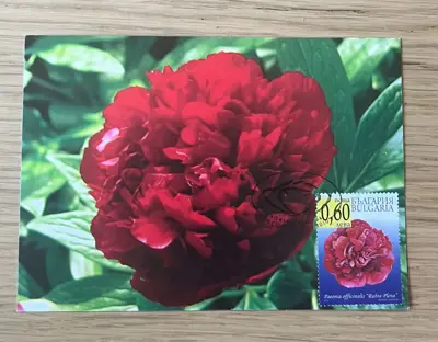 Обява: Божур Paeonia officinalis "Rubra Plena"
