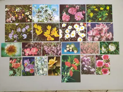 Обява: Флора