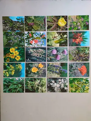 Обява: флора