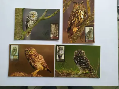 Обява: Карти максимум - Сови