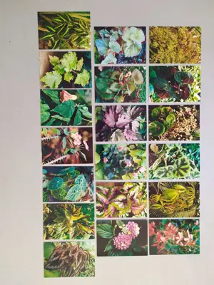 Обява: Флора