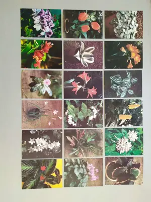 Обява: Флора