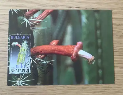 Снимка за обява „Кактуси - Аламозенска ратбуния (Ratibunia alamosensis)"