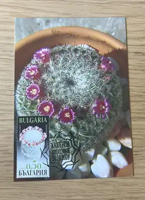 Снимка за обява „Кактуси - Лъжлива мамилария"