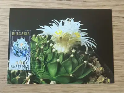 Снимка за обява „Кактуси - Денегрова обрегония (Obregonia denegrii)"