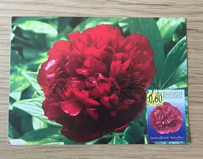 Снимка за обява „Божур Paeonia officinalis "Rubra Plena""