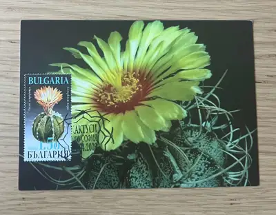 Снимка за обява „Кактуси - Голям астрофитум (Astrophytum myriostigma)"