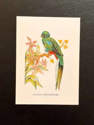 Снимка за обява „Джобно календарче 1983 – птица Calurus resplendens, НРБ"
