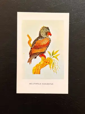 Снимка за обява „Джобно календарче 1983 – Helotarsus ecaudatus, НРБ"