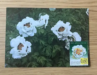 Снимка за обява „Божур – Paeonia suffruticosa subsp. rockii"